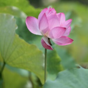 lotus, pink, pink flower